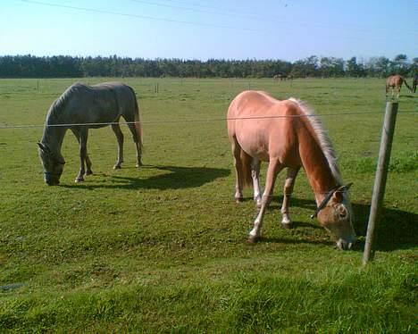 Haflinger Arion - Arion og en af hans mark kammereter, araberen Banditos. billede 9
