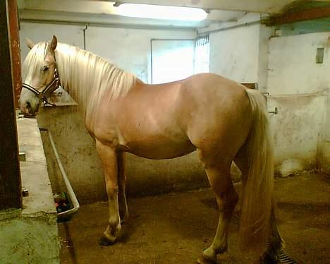 Haflinger Arion - Ja jeg har fået mange flere muskler på bare 3 mdr. billede 10