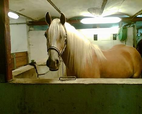 Haflinger Arion - Arion på vaskepladsen ved at blive gjordt fin. billede 11