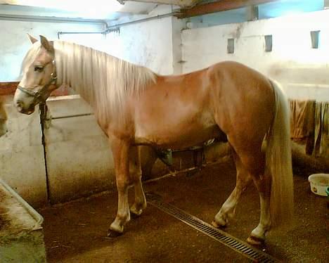 Haflinger Arion - Altså mor er jeg ikke snart fint nok....? billede 12