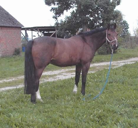 Hannoveraner Bøgelys Alexander - Min dejlige hest. billede 19