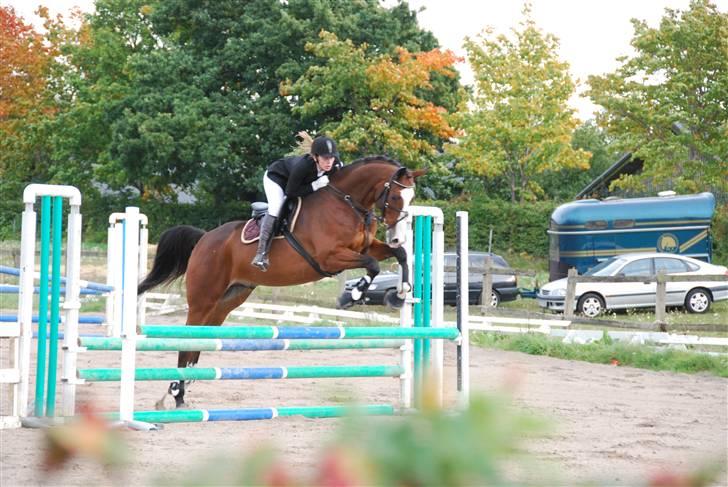 Dansk Varmblod MR. BURBERRY billede 13