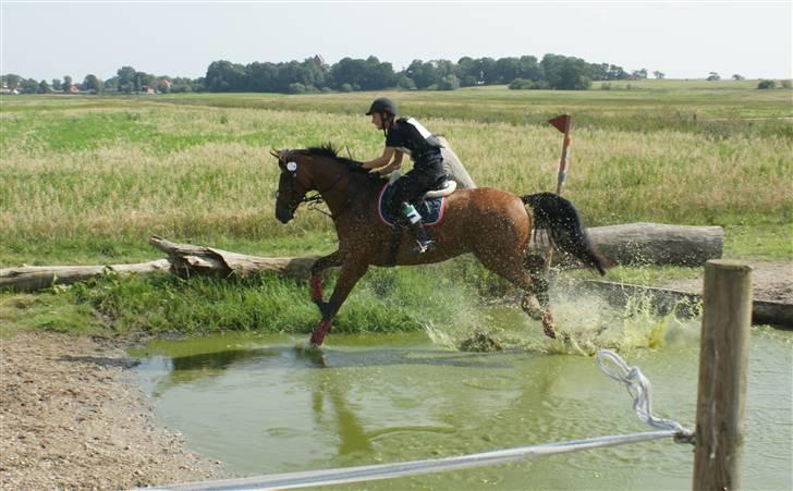 Dansk Varmblod MR. BURBERRY billede 14