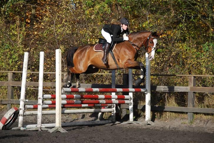 Dansk Varmblod MR. BURBERRY - D. 7.9.2008 billede 15