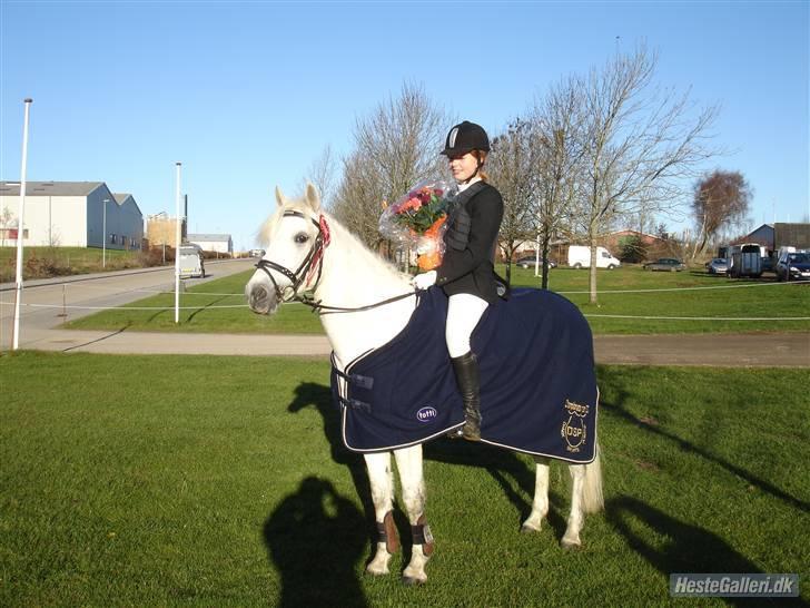 Connemara Nørlunds Penny Lane  - VERDENS BEDSTE PONY! <33  Her til Distriktsstævne i BORK billede 1