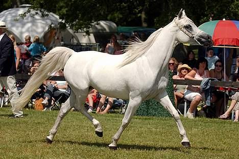 Arabisk fuldblod (OX) Sherifa SCID/CA fri - Sherifa ved Int.B-show i Sverige opnåede stor Guldmedalje 88 point 2006 billede 15