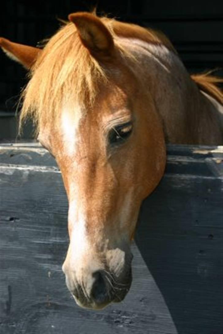 Welsh Pony (sec B) Bella - Bella 19. juli 2009  - 24 år gammel billede 1