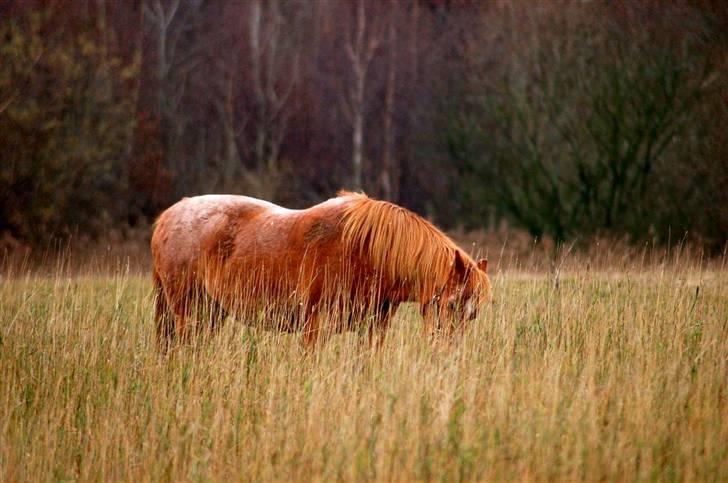 Welsh Pony (sec B) Bella - 1. dec 2009 - 24 år billede 2
