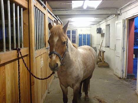 Welsh Pony (sec B) Bella - lige da jeg havde fået hende tilbgae igen efter 9 år - 21 år billede 3