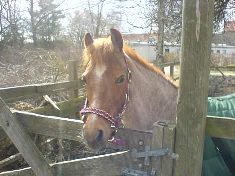 Welsh Pony (sec B) Bella - min lille solstråle!!!  21 år gammel billede 4