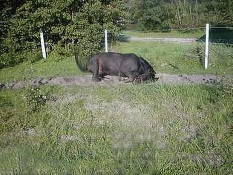 Traver | Teddy Hastrup R.I.P :'( - #4 Teddy ruller sig på den lille fold, efter en dejlig ridetur :).. - Jeg elsker dig min skat :´)?.. billede 3