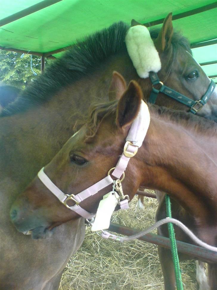 DSP Much ( R.I.P ) - Gnubbe gnubbe ;) billede 2