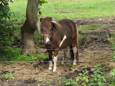 Miniature Mischa - Nyt.. d. 15/9-06 billede 14