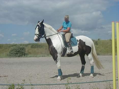 Pinto Horsebjerg Basquewill død billede 12