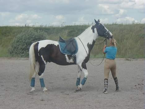 Pinto Horsebjerg Basquewill død billede 13