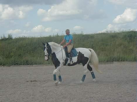 Pinto Horsebjerg Basquewill død billede 15
