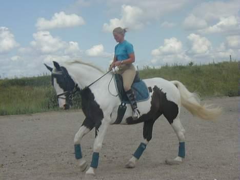 Pinto Horsebjerg Basquewill død billede 16