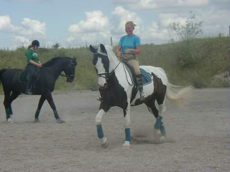 Pinto Horsebjerg Basquewill død billede 17