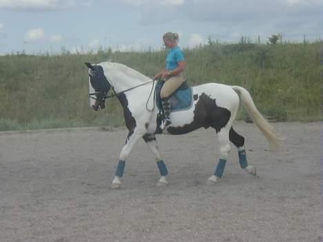 Pinto Horsebjerg Basquewill død billede 18