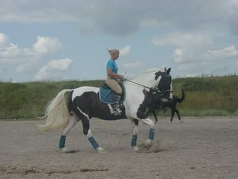 Pinto Horsebjerg Basquewill død billede 19