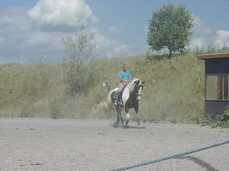 Pinto Horsebjerg Basquewill død billede 20