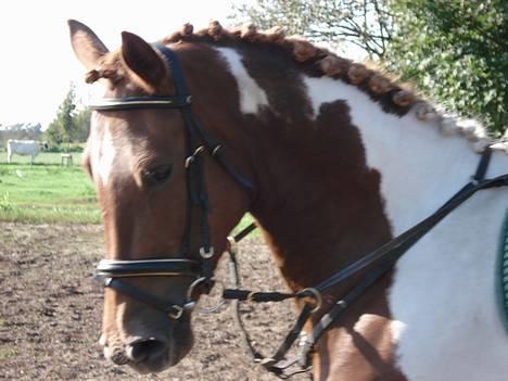 Pinto chickie charkiro(SOLGT) billede 1