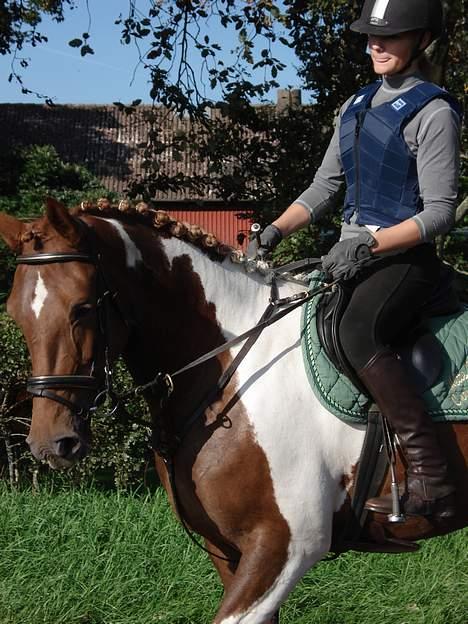 Pinto chickie charkiro(SOLGT) billede 3