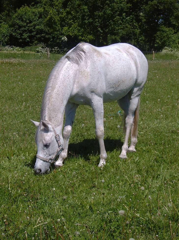 Sportsaraber (A) Lukas billede 17