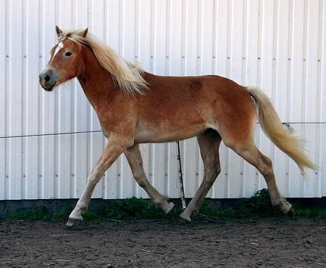 Tyroler Haflinger Winterstorm Elghuset SOLGT billede 3