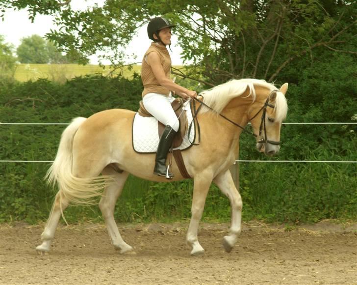 Tyroler Haflinger Winterstorm Elghuset SOLGT - Stævne maj 09 (CNN-Foto) billede 4