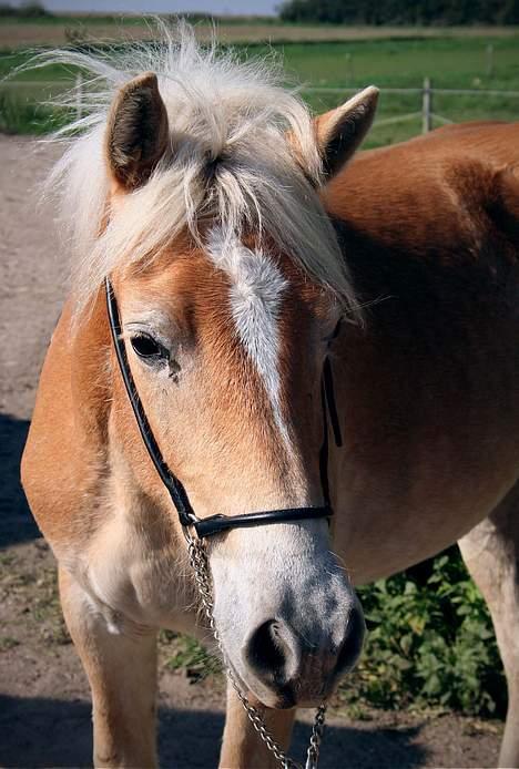 Tyroler Haflinger Winterstorm Elghuset SOLGT billede 5