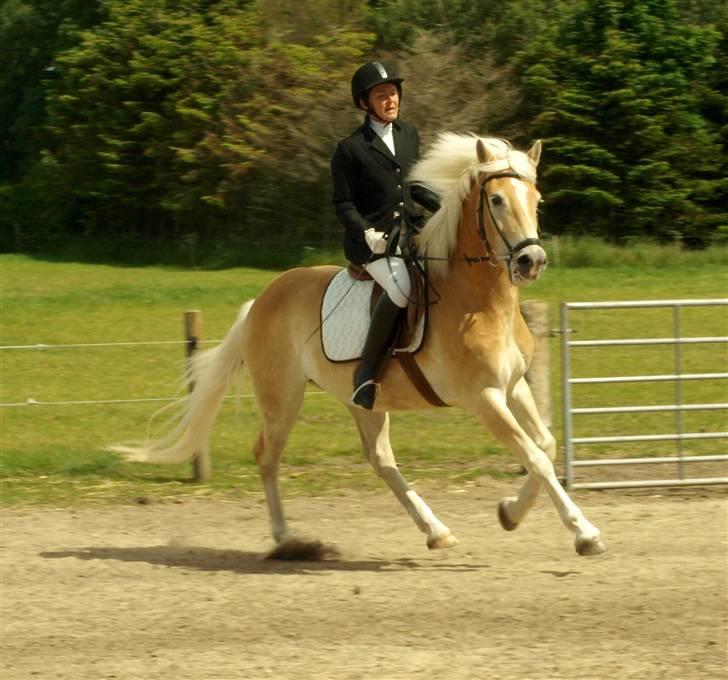 Tyroler Haflinger Winterstorm Elghuset SOLGT - Stævne maj 09 (CNN-Foto) billede 8