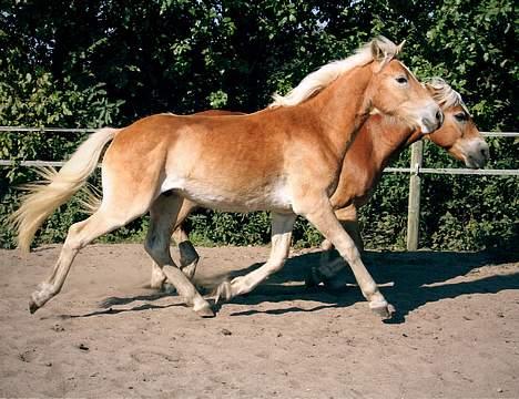 Tyroler Haflinger Winterstorm Elghuset SOLGT billede 11