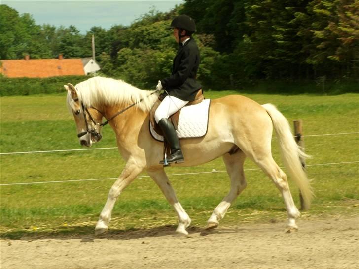 Tyroler Haflinger Winterstorm Elghuset SOLGT - Stævne maj 09 (CNN-Foto) billede 13