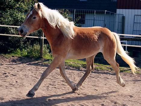 Tyroler Haflinger Winterstorm Elghuset SOLGT billede 14
