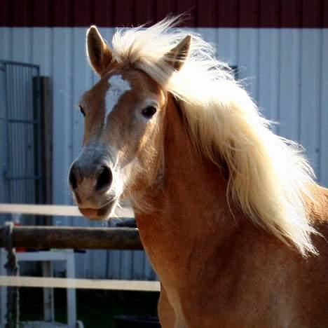 Tyroler Haflinger Winterstorm Elghuset SOLGT billede 15