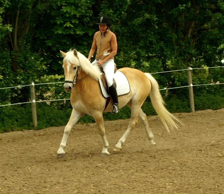 Tyroler Haflinger Winterstorm Elghuset SOLGT - Stævne maj 09 (CNN-Foto) billede 16