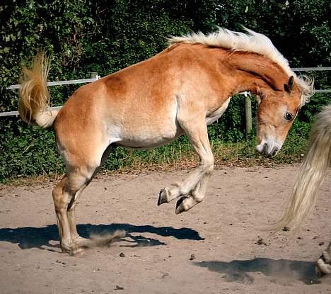 Tyroler Haflinger Winterstorm Elghuset SOLGT billede 17