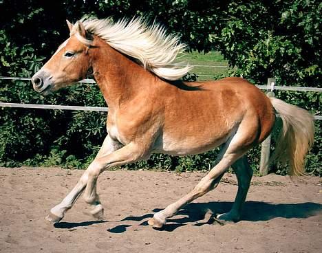 Tyroler Haflinger Winterstorm Elghuset SOLGT billede 18