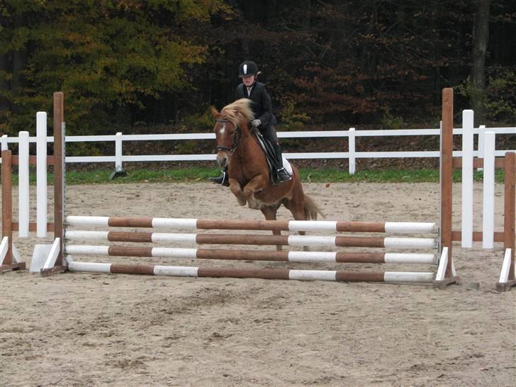 Anden særlig race otto billede 17