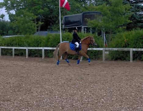 Anden særlig race otto billede 18