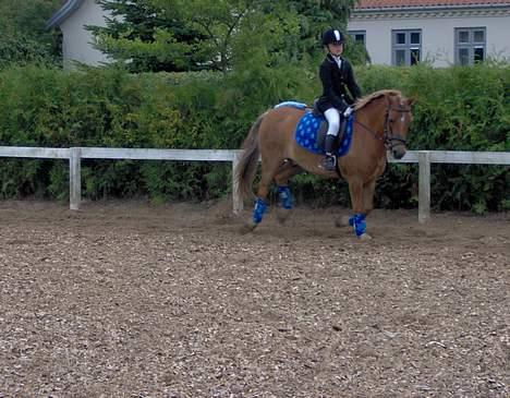 Anden særlig race otto billede 19