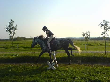 Anden særlig race Tulle billede 13