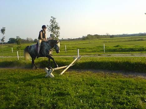 Anden særlig race Tulle billede 14