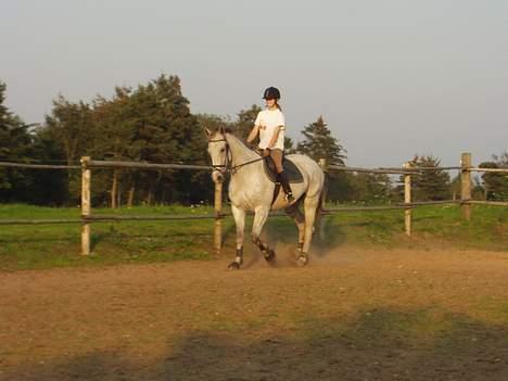 Dansk Varmblod Casina R.I.P. - endeligt et velykkede dressurbillede..! billede 11