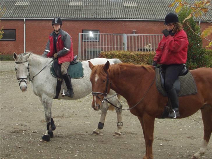 Dansk Varmblod Casina R.I.P. - Der har vi lige været ude at ride tur... billede 12