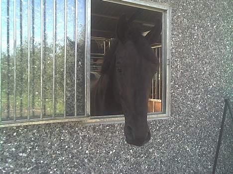 Hannoveraner Dream-Star billede 8