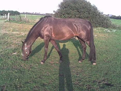 Hannoveraner Dream-Star billede 9