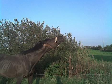 Hannoveraner Dream-Star - Dream-Star der for første gang i lang tid måtte komme på fold. Han har lige lugtet nogle damer, derfor han flaber :D billede 10