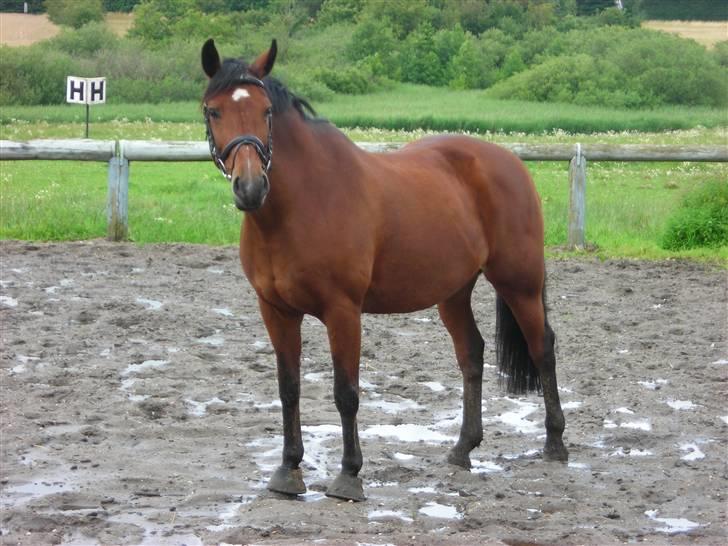 Anden særlig race Fontain - Billede 11 | Årh den smukke pony<3 Foto: Mig billede 11